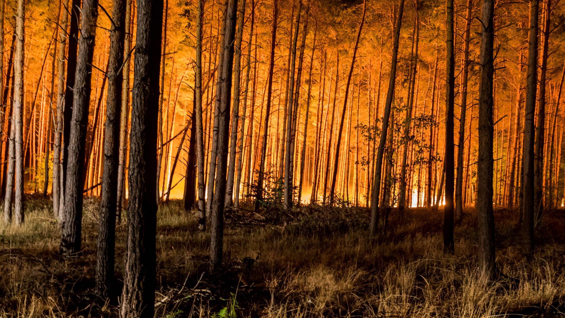 Großbrand in einem Wald in Brandenburg zwischen den OrtschaftenTreuenbrietzen und Jüterborg. Am Mittag ist das Feuer nahe der Ortschaft Treuenbrietzen ausgebrochen. 