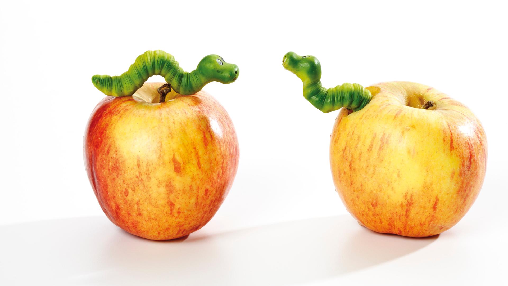 Zwei wurmstichige Äpfel - Symbolbild.