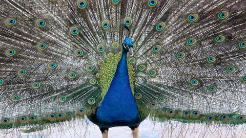 Ein Pfau mit aufgeschlagenem Rad