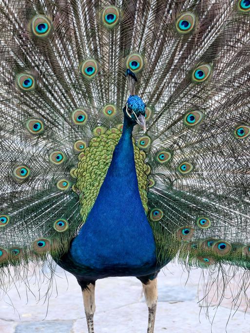 Ein Pfau mit aufgeschlagenem Rad Ein Pfau mit aufgeschlagenem Rad