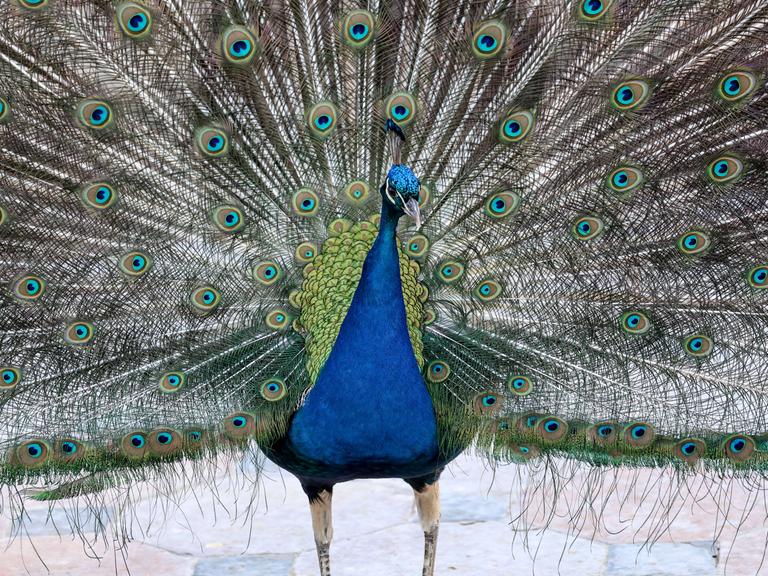 Ein Pfau mit aufgeschlagenem Rad Ein Pfau mit aufgeschlagenem Rad
