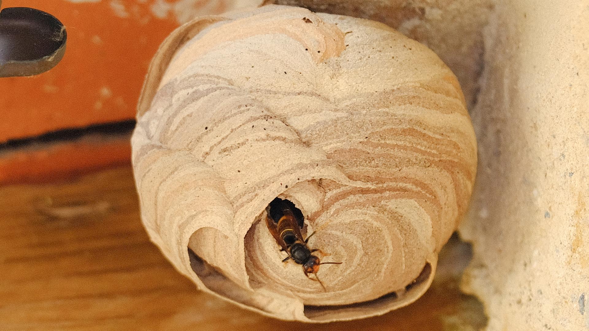 Ein Nest der Asiatischen Hornisse (Vespa velutina) 