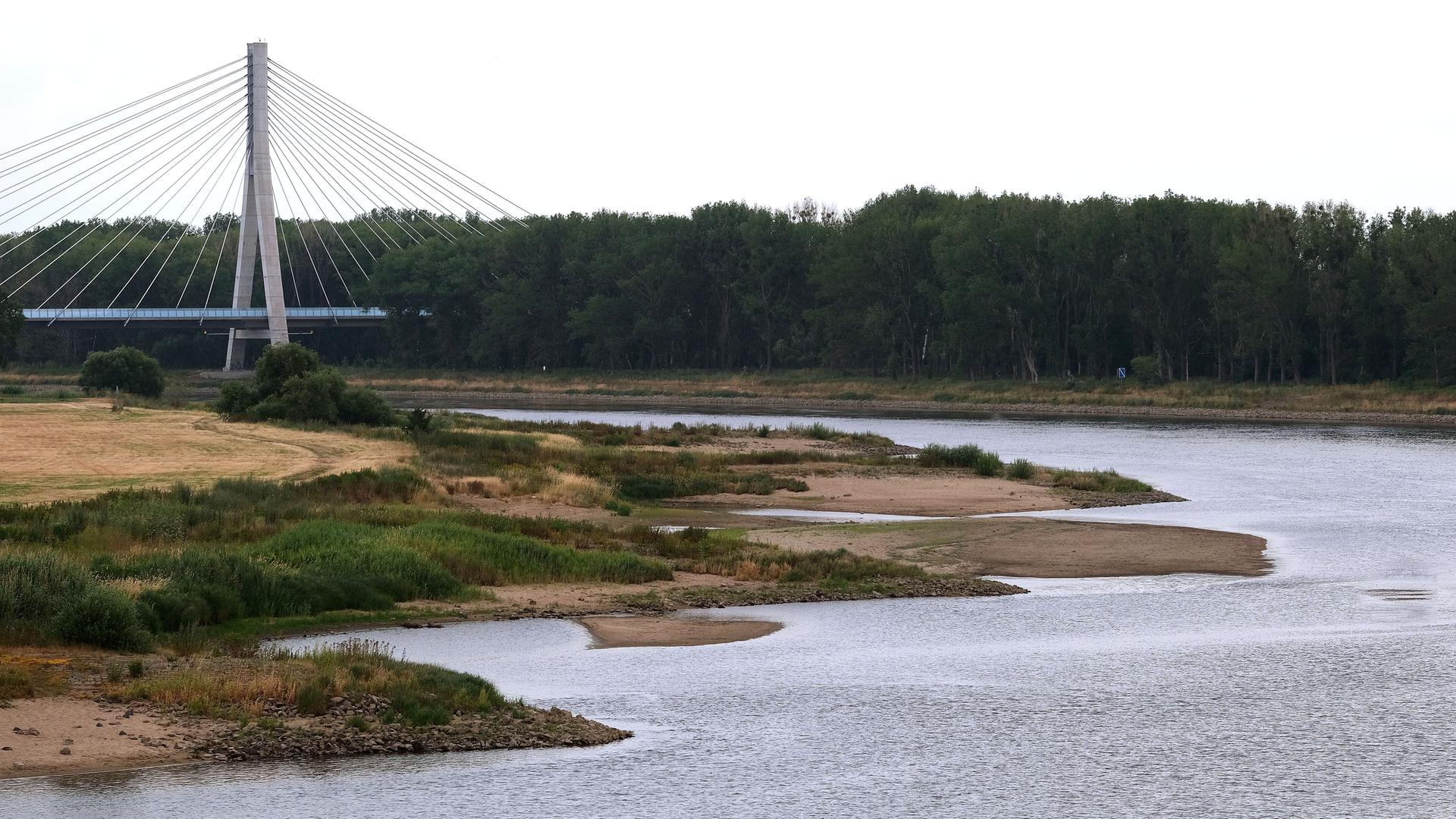 Blick auf die Elbe mit sehr niedrigem Wasserstand. Links im Bild die Elbauenbrücke, eine Schrägseilbrücke.