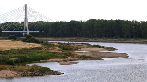 Blick auf die Elbe mit sehr niedrigem Wasserstand. Links im Bild die Elbauenbrücke, eine Schrägseilbrücke.