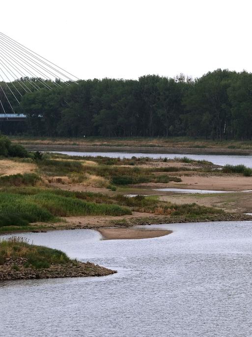 Blick auf die Elbe mit sehr niedrigem Wasserstand. Links im Bild die Elbauenbrücke, eine Schrägseilbrücke.