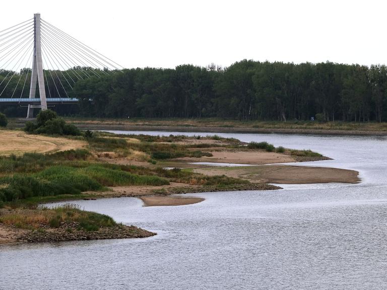 Blick auf die Elbe mit sehr niedrigem Wasserstand. Links im Bild die Elbauenbrücke, eine Schrägseilbrücke.