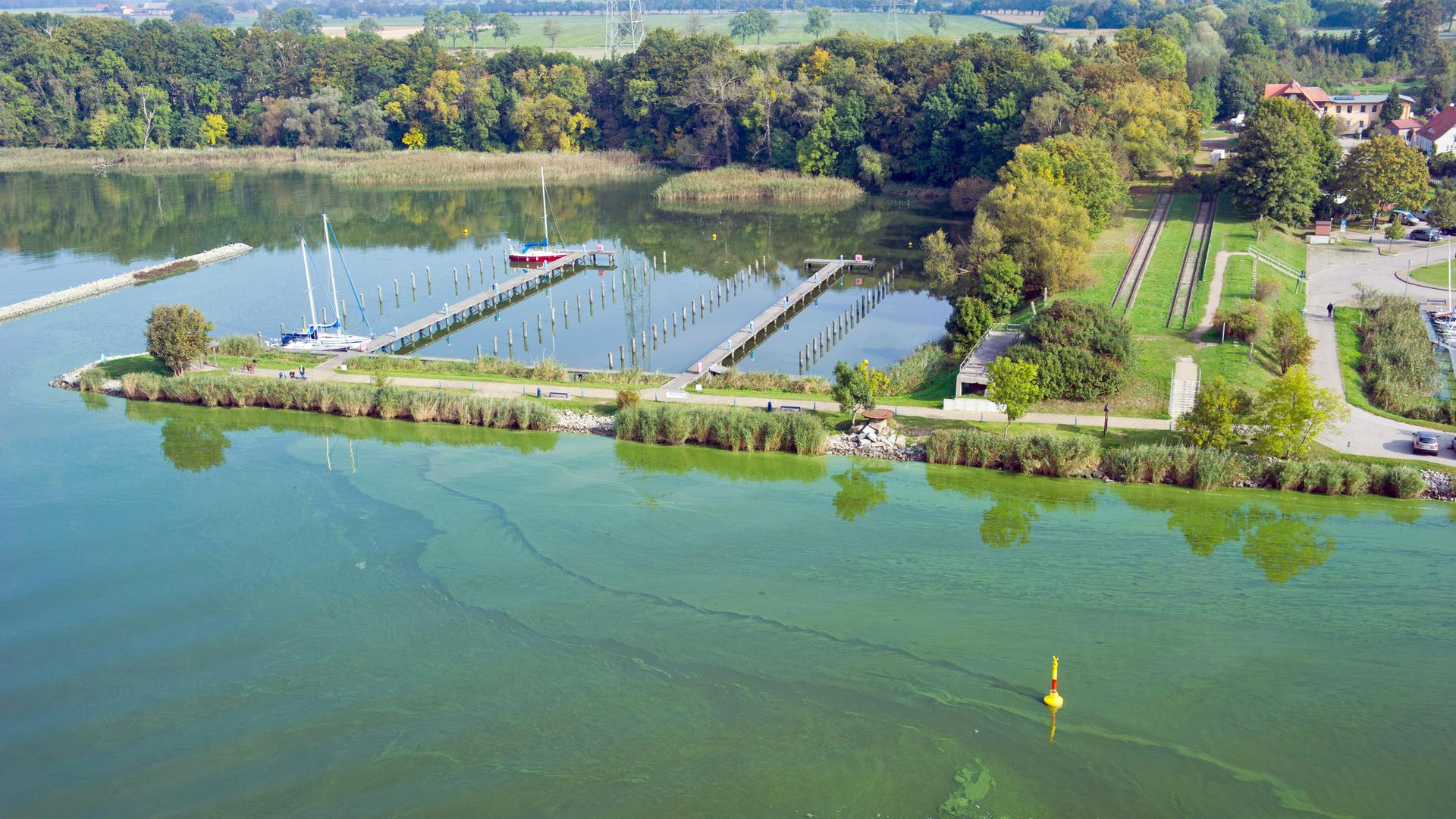 Blaualgenteppiche schwimmen im Peenestrom bei Karnin (Mecklenburg-Vorpommern) vor der Insel Usedom. "Blaualgenblüten" treten vor allem an der Ostsee bei hohen Wassertemperaturen auf.