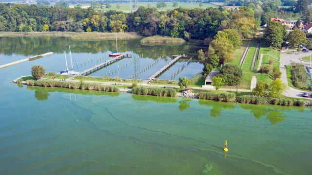 Blaualgenteppiche schwimmen im Peenestrom bei Karnin (Mecklenburg-Vorpommern) vor der Insel Usedom. "Blaualgenblüten" treten vor allem an der Ostsee bei hohen Wassertemperaturen auf.