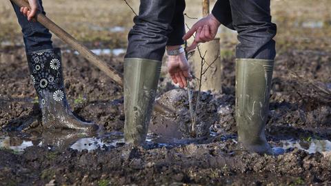 Zwei Personen in Gummistiefeln pflanzen einen Baum mit Spaten in schlammigem Boden.