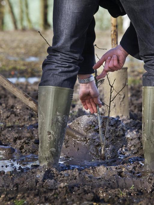 Zwei Personen in Gummistiefeln pflanzen einen Baum mit Spaten in schlammigem Boden.