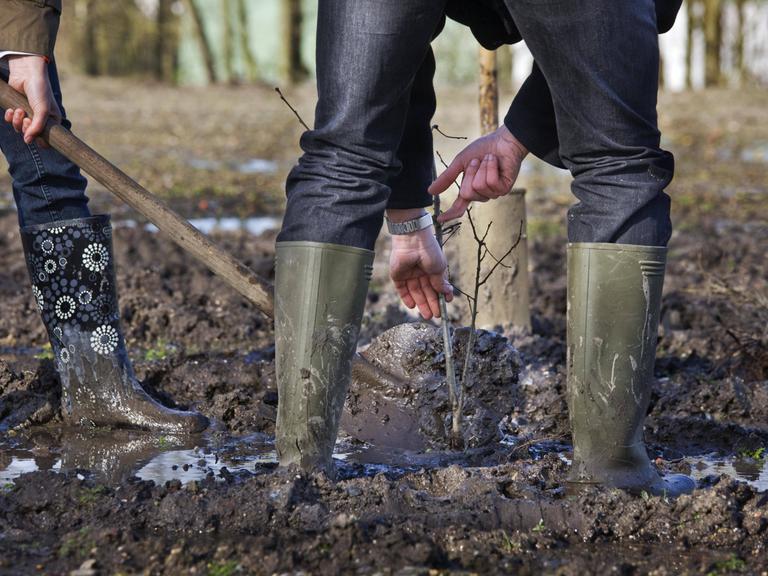 Zwei Personen in Gummistiefeln pflanzen einen Baum mit Spaten in schlammigem Boden.