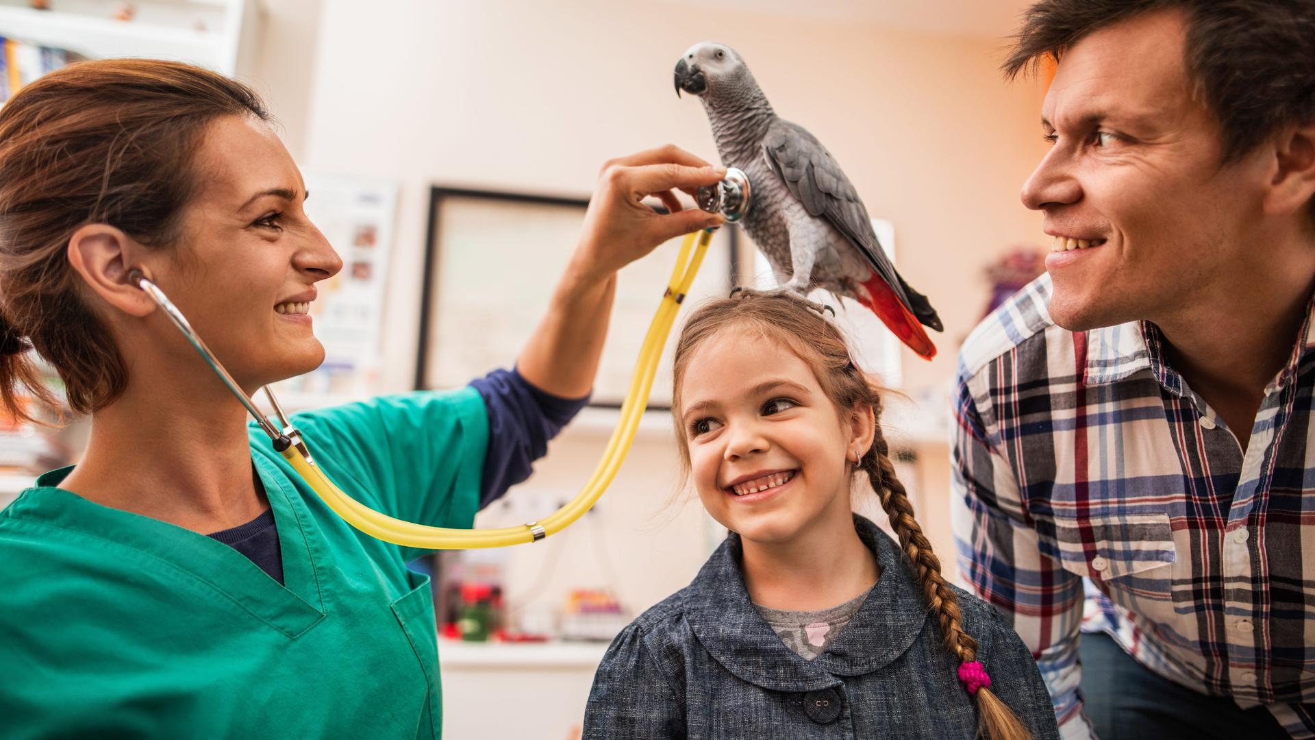 Lächelnde Tierärztin untersucht einen Papagei, der auf dem Kopf eines kleinen Mädchens sitzt, während der Vater des Mädchens neben ihr steht.