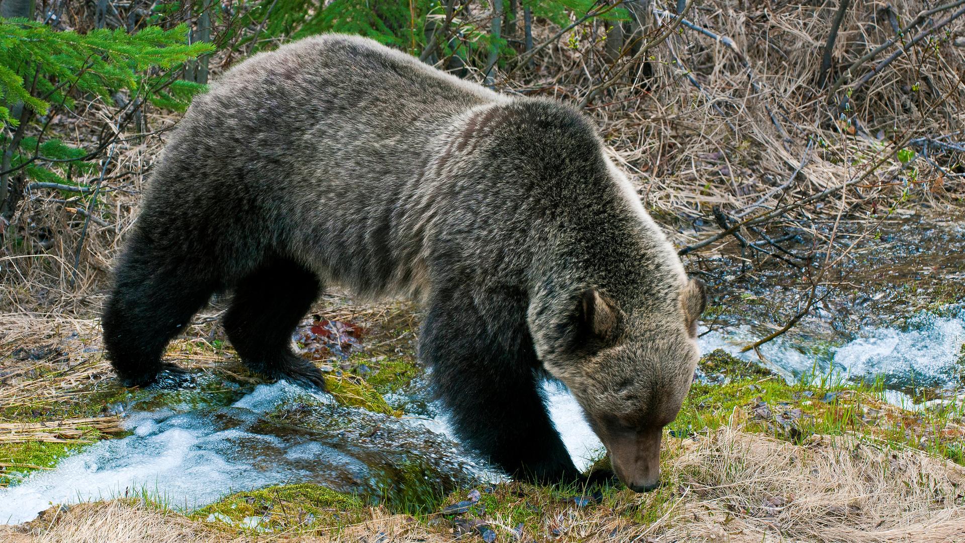 Ein Bär sucht an einem Bach in Kanada nach Futter. Ein Bär sucht an einem Bach in Kanada nach Futter.