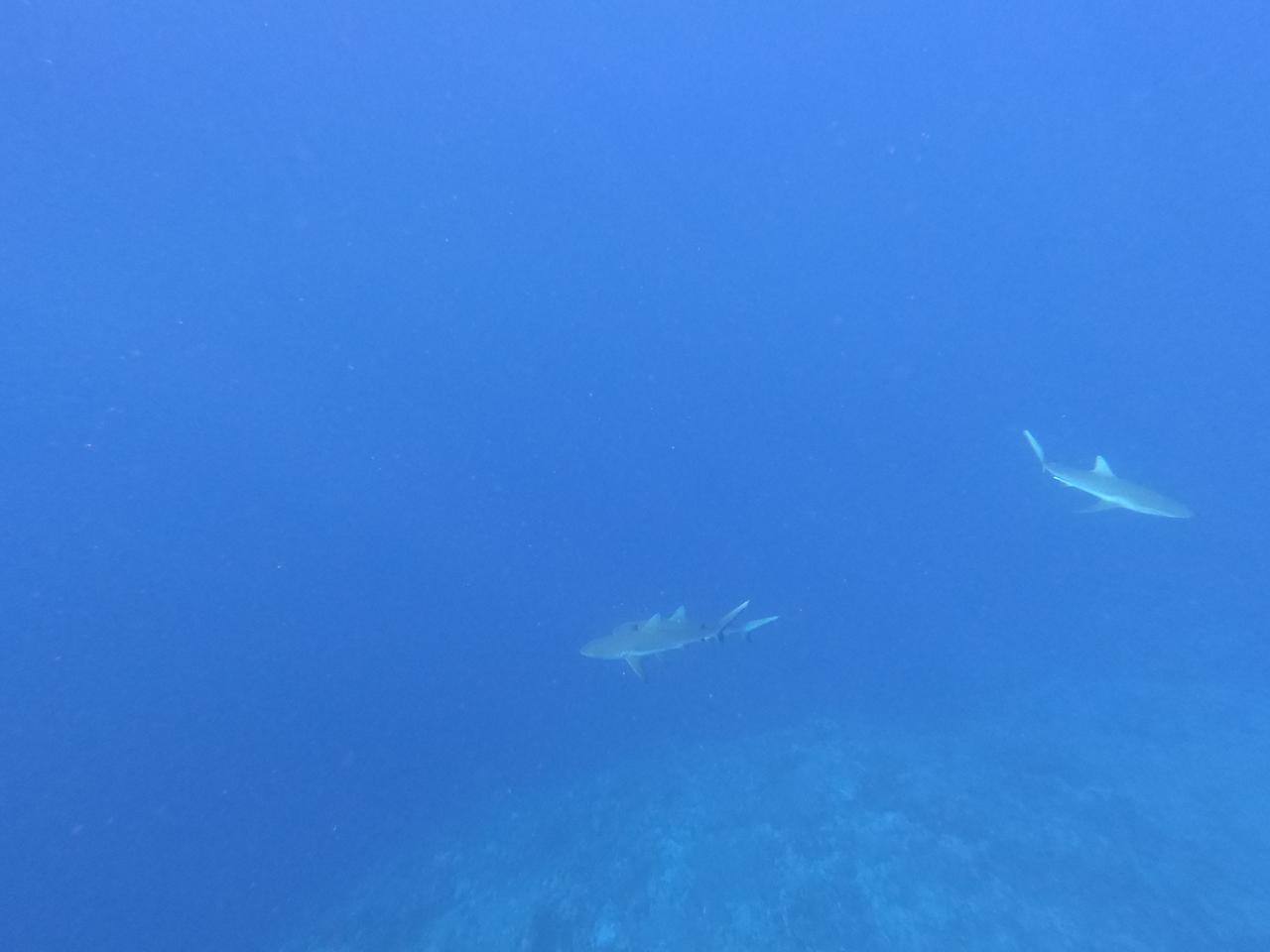 Haie im Haischutzgebiet in Mikronesien