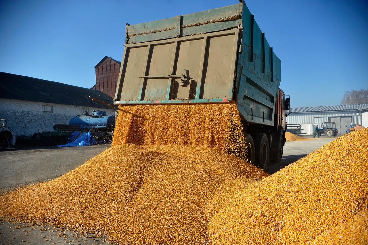 Das gelbe Getreide rinnt unter der hinteren Klappe eines LKW auf einen asphaltierten Platz.