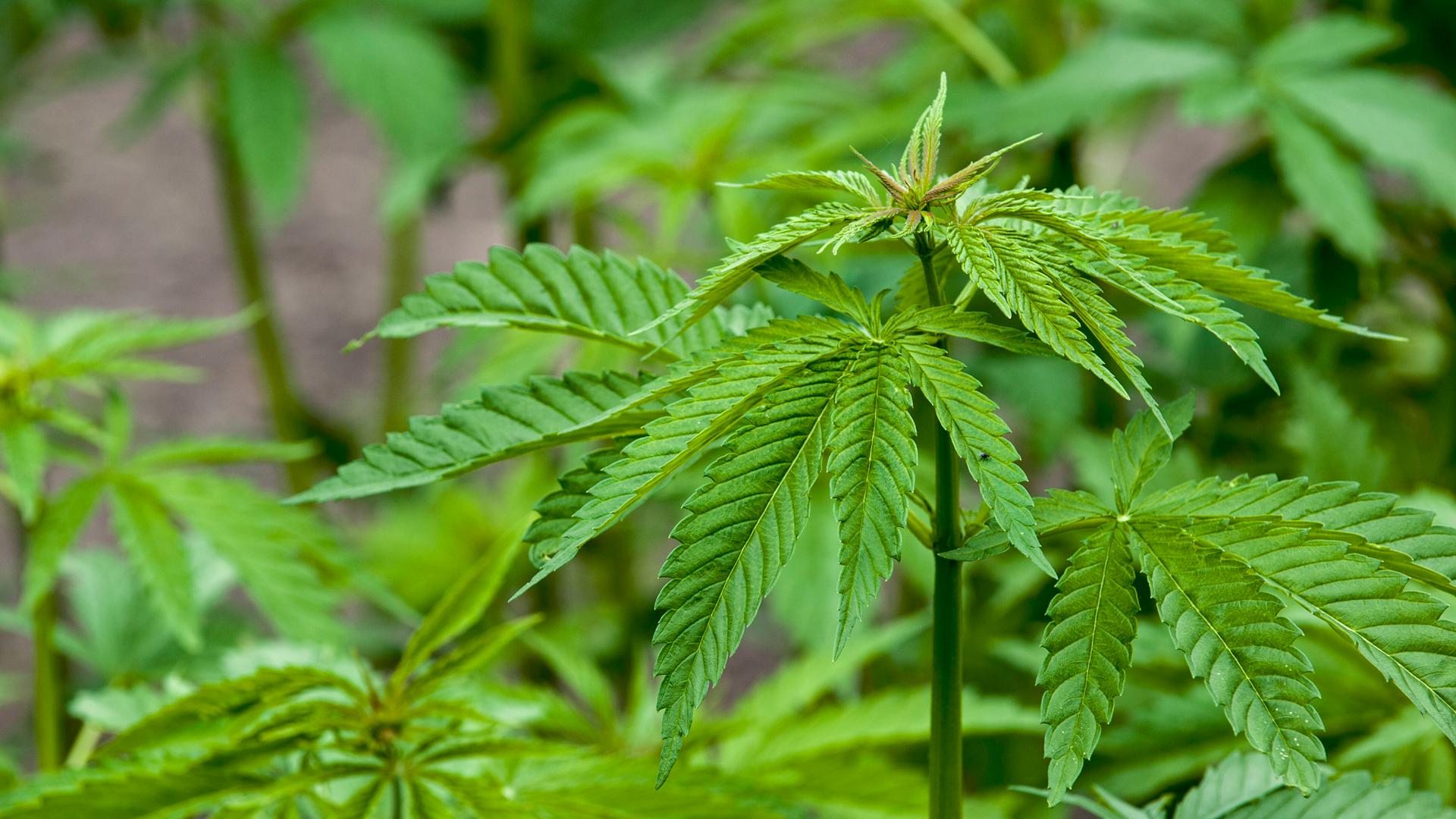 Auf dem Bild sieht man mehrere Cannabis-Pflanzen. 