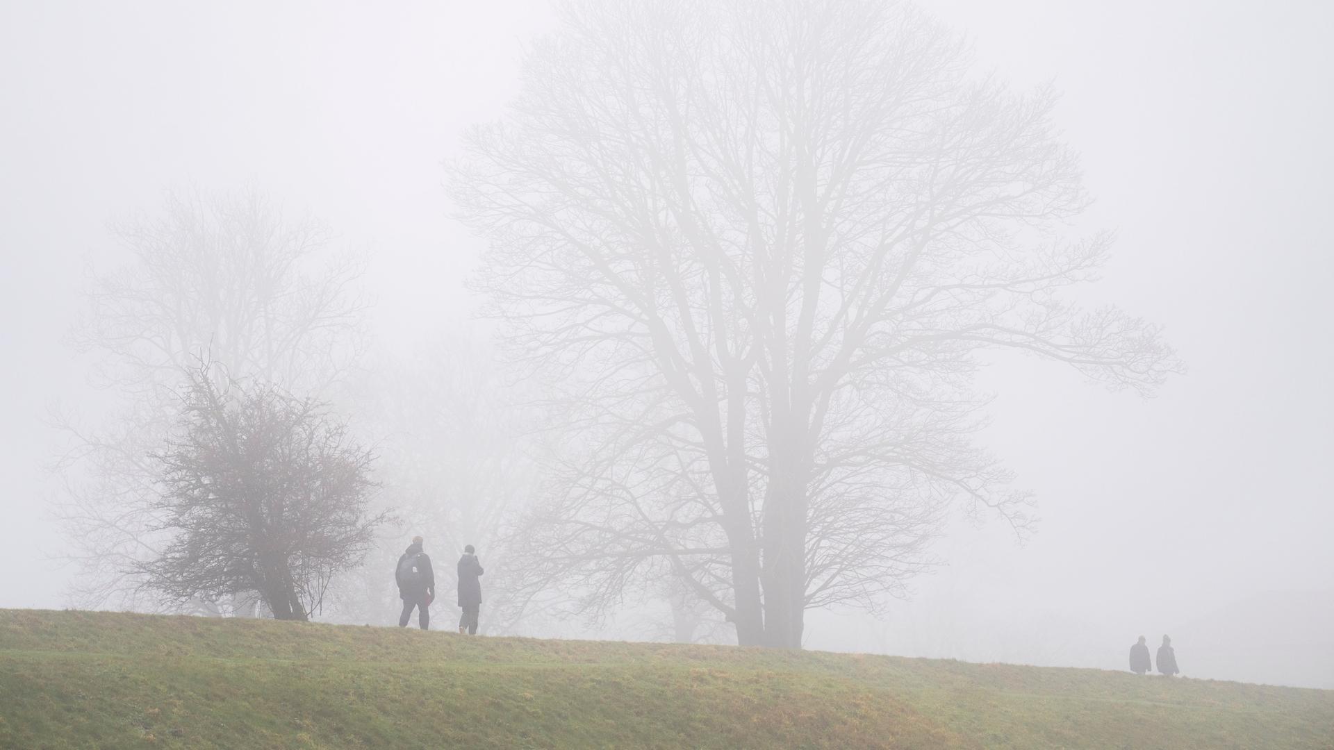Kahle Bäume im Nebel. Kahle Bäume im Nebel.