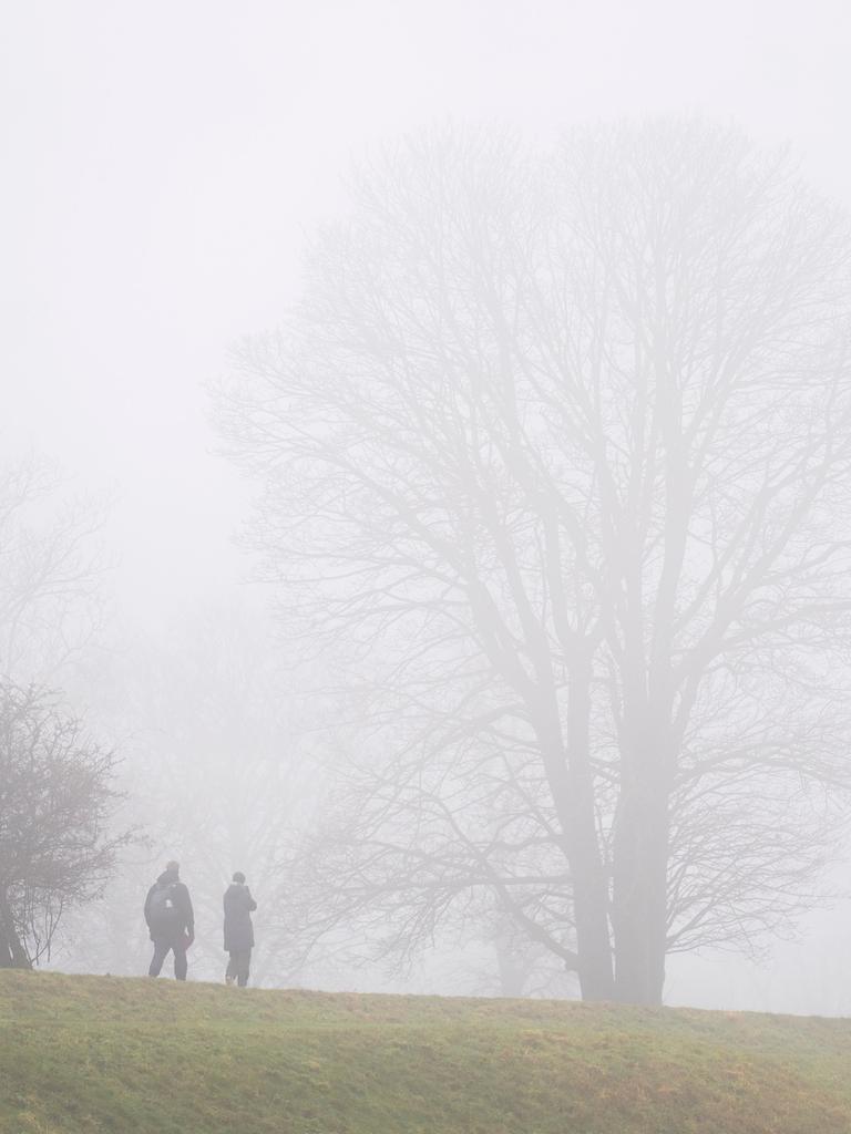 Kahle Bäume im Nebel.