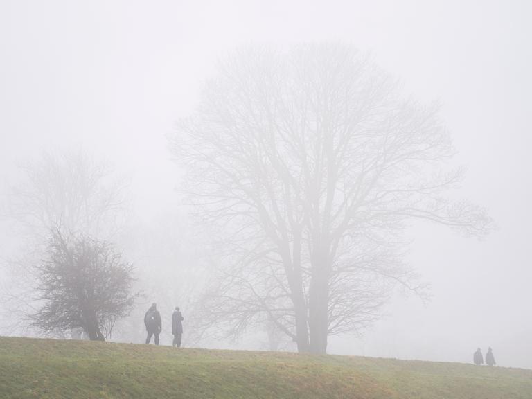 Kahle Bäume im Nebel. Kahle Bäume im Nebel.
