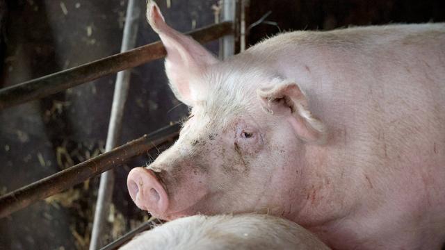 Ein Schwein im Stall