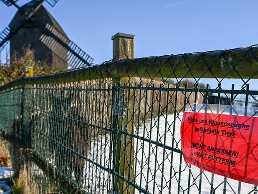 Ein Schild weist am Gehege eines Alpakas im Tierhof Alt-Marzahn auf die durch die Maul- und Klauenseuche gefährdeten Tiere hin. Sie sollen nicht gefüttert und nicht angefasst werden.