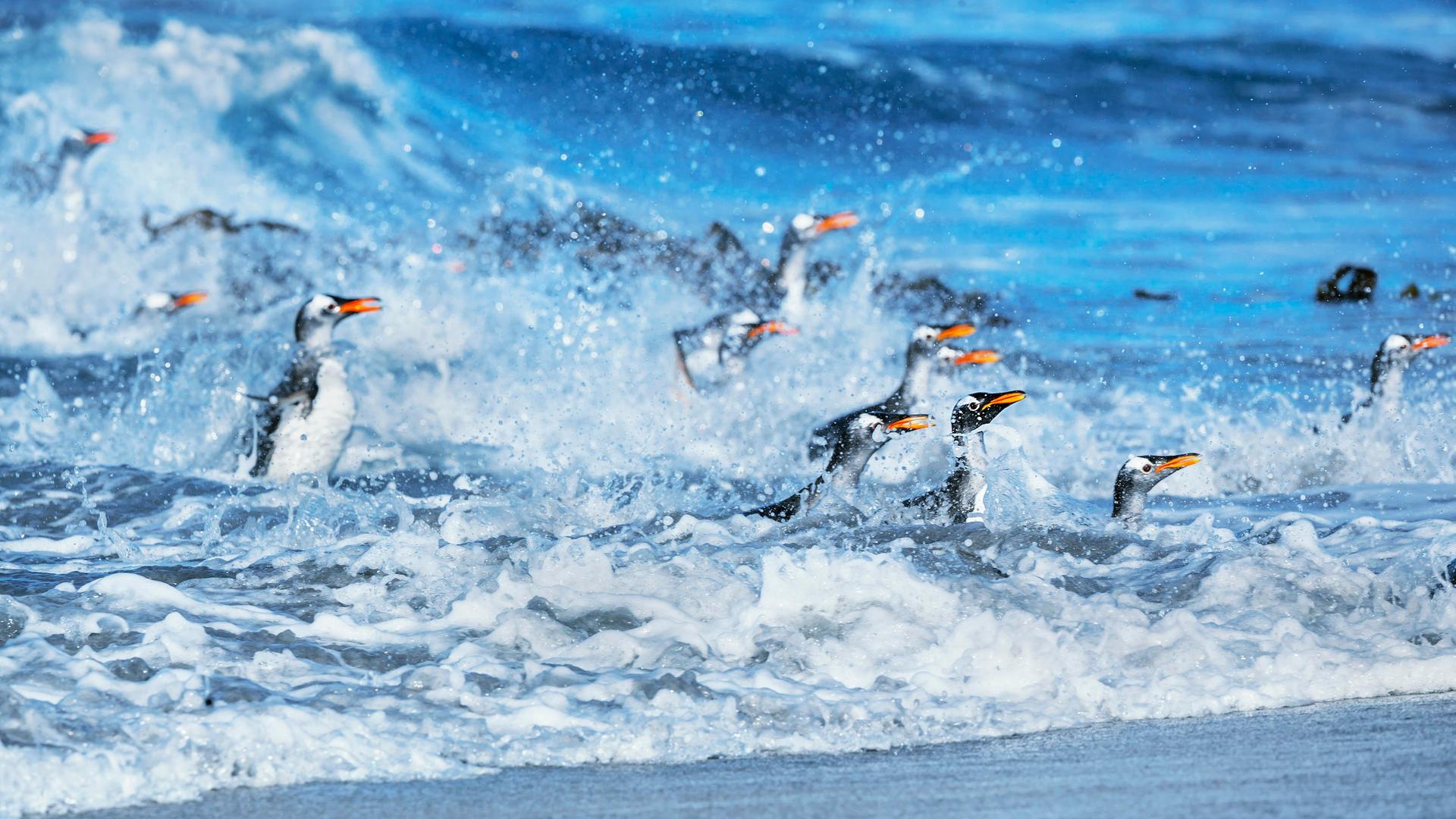 Eselspinguine (Pygocelis papua papua) springen aus dem Wasser, Falklandinseln.