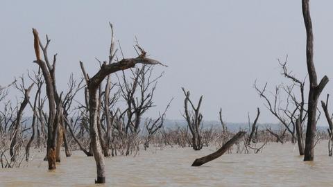 Landschaft des Baringo Sees in Kenia mit abgestorbenen Bäumen und dem Anstieg des Wasserspiegels.