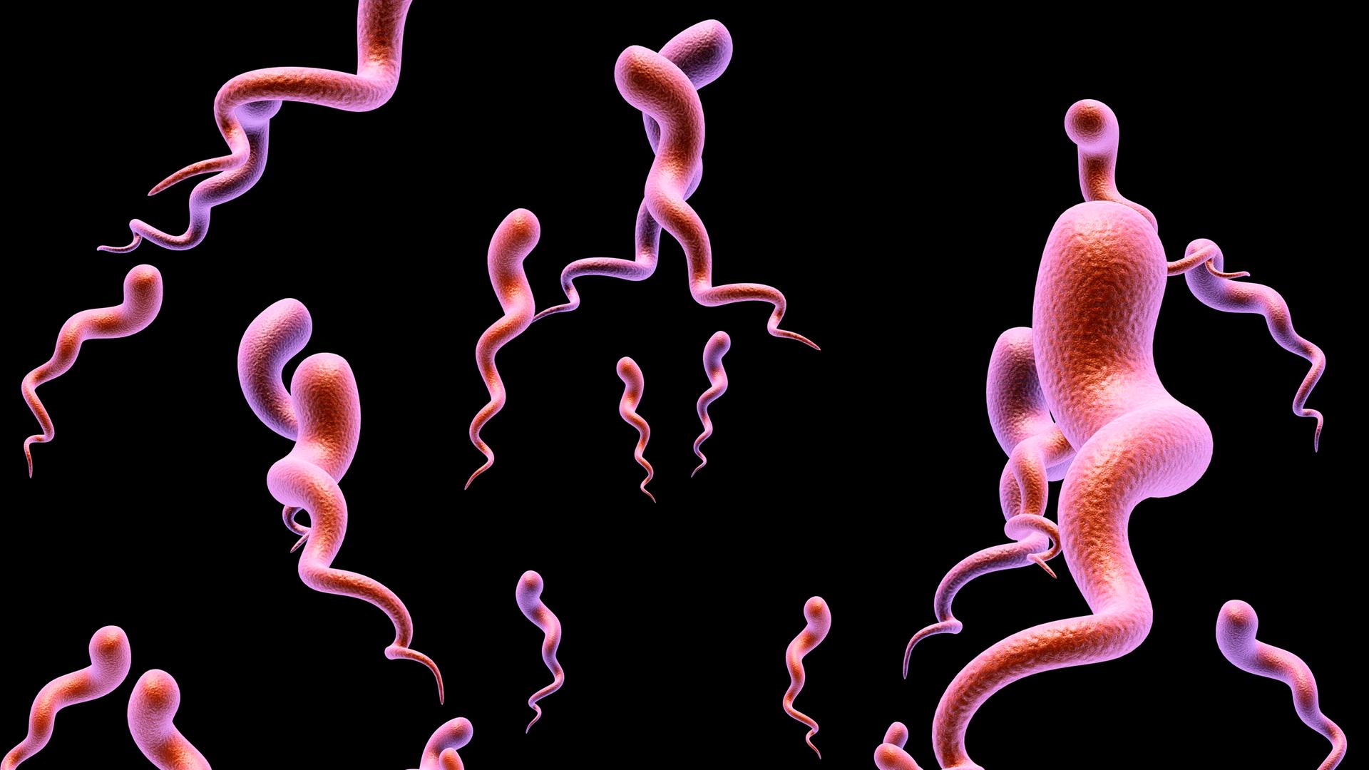 Illustration des Syphilis-Bakteriums. Rosa gekringelte Bakterien schweben vor schwarzem Untergrund. Illustration des Syphilis-Bakteriums. Rosa gekringelte Bakterien schweben vor schwarzem Untergrund.