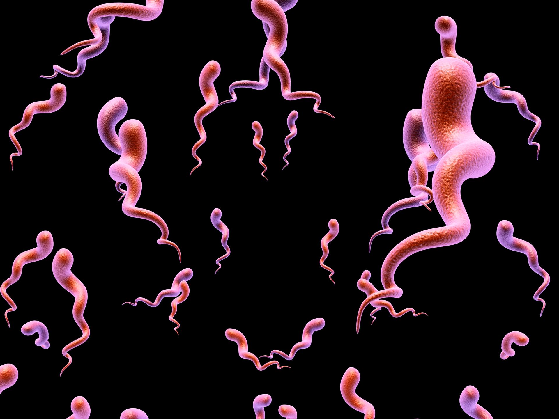 Illustration des Syphilis-Bakteriums. Rosa gekringelte Bakterien schweben vor schwarzem Untergrund. Illustration des Syphilis-Bakteriums. Rosa gekringelte Bakterien schweben vor schwarzem Untergrund.