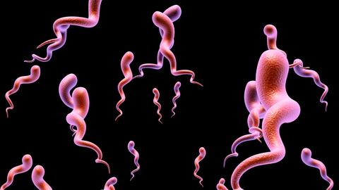 Illustration des Syphilis-Bakteriums. Rosa gekringelte Bakterien schweben vor schwarzem Untergrund. Illustration des Syphilis-Bakteriums. Rosa gekringelte Bakterien schweben vor schwarzem Untergrund.