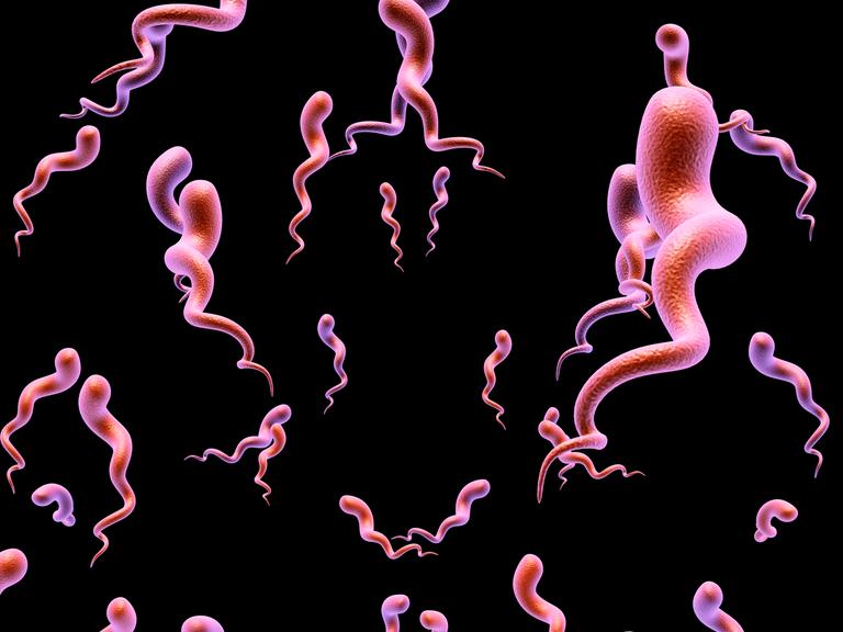 Illustration des Syphilis-Bakteriums. Rosa gekringelte Bakterien schweben vor schwarzem Untergrund. Illustration des Syphilis-Bakteriums. Rosa gekringelte Bakterien schweben vor schwarzem Untergrund.