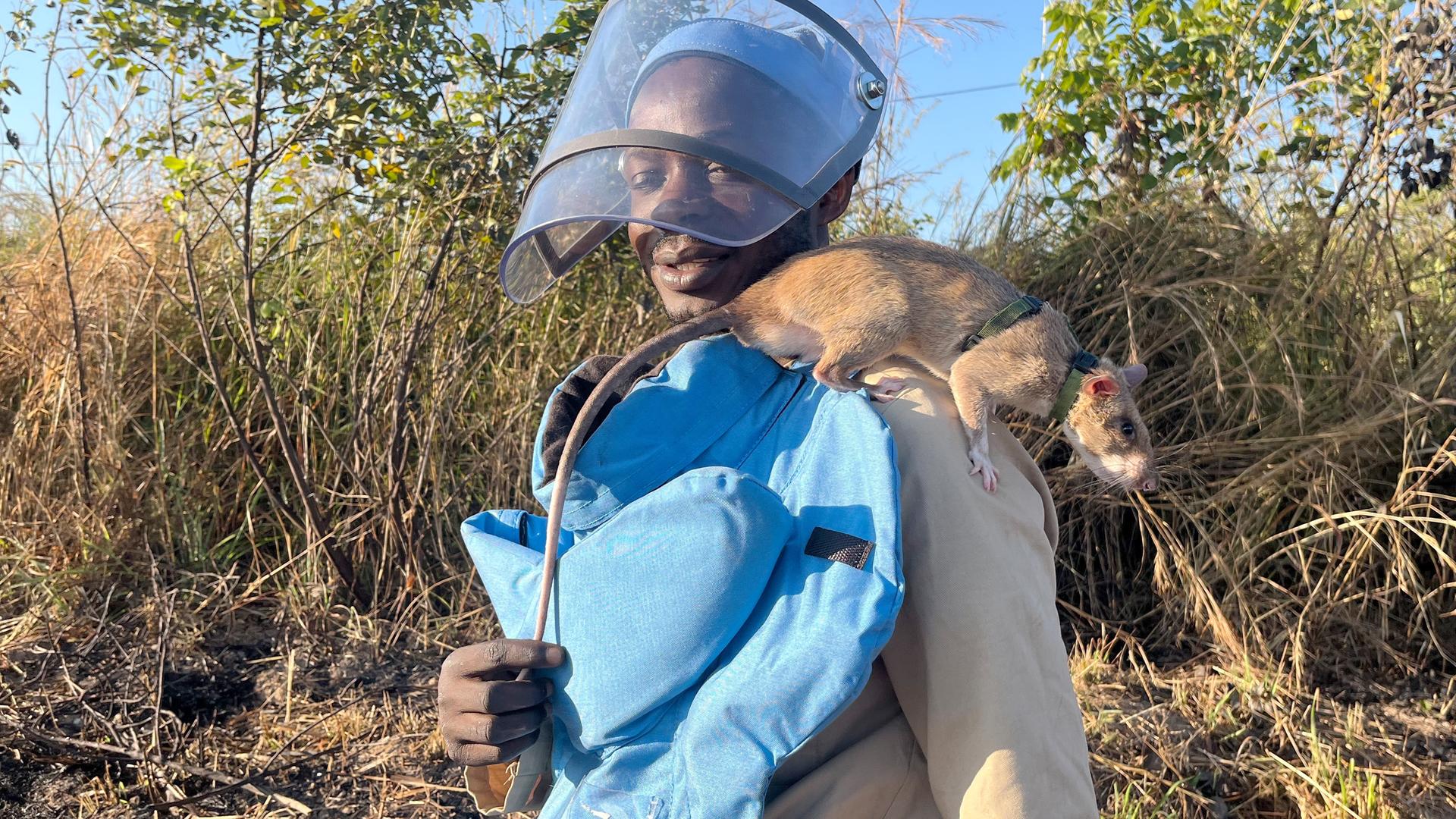 "Rattenführer" Raul Ilidio trägt die Ratte Baraka auf der Schulter. Der Nager ist einer von zwölf Riesenhamsterratten, die für die belgische Organisation Apopo Landminen unter der Erde in Angolas Kwanza Sul Provinz erschnüffeln. Â«HeldenrattenÂ» werden sie genannt, denn die Nagetiere retten buchstäblich Leben in dem Nachkriegsland Angola, eins der Länder mit den meisten Landminenopfern pro Jahr weltweit.