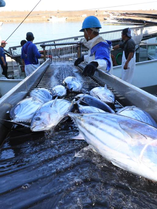 Arbeiter laden Fische aus einem Boot.