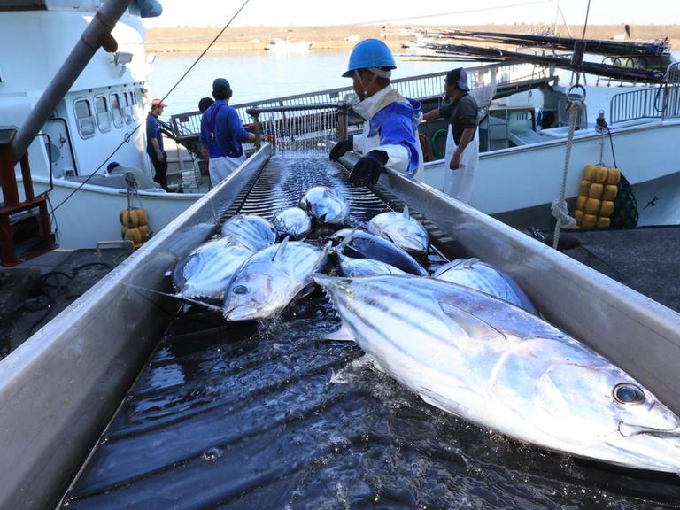 Arbeiter laden Fische aus einem Boot.