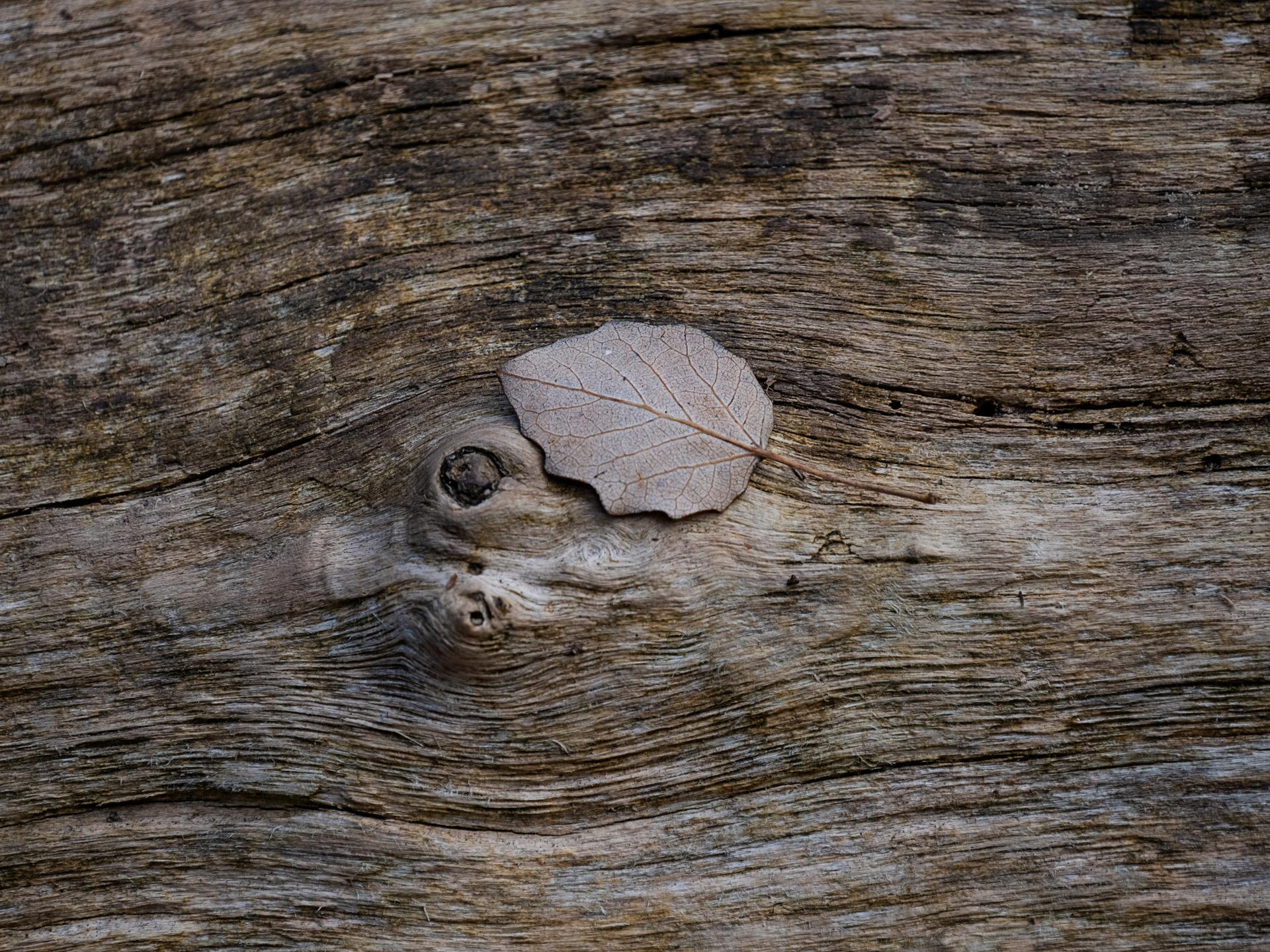 Bild eines Blattes auf einem Baumstamm.