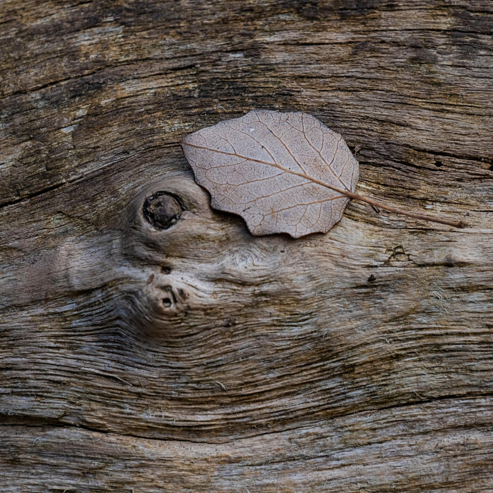 Japanische Kurzgedichte - Über die Spiritualität von Haikus