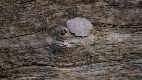 Bild eines Blattes auf einem Baumstamm.