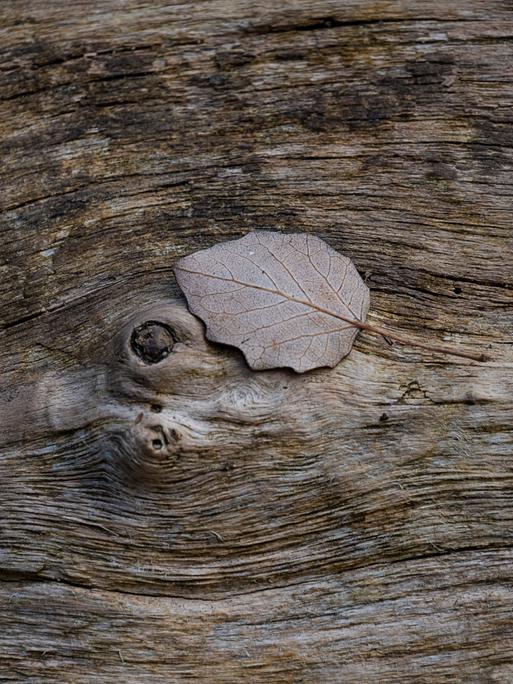 Bild eines Blattes auf einem Baumstamm.