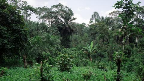 Ein Waldstück in der Demokratischen Republik Kongo mit dichten Laubbäumen und Palmen. Ein Waldstück in der Demokratischen Republik Kongo mit dichten Laubbäumen und Palmen.