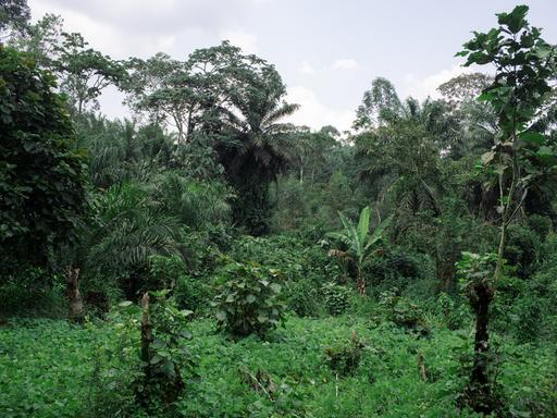 Ein Waldstück in der Demokratischen Republik Kongo mit dichten Laubbäumen und Palmen. Ein Waldstück in der Demokratischen Republik Kongo mit dichten Laubbäumen und Palmen.