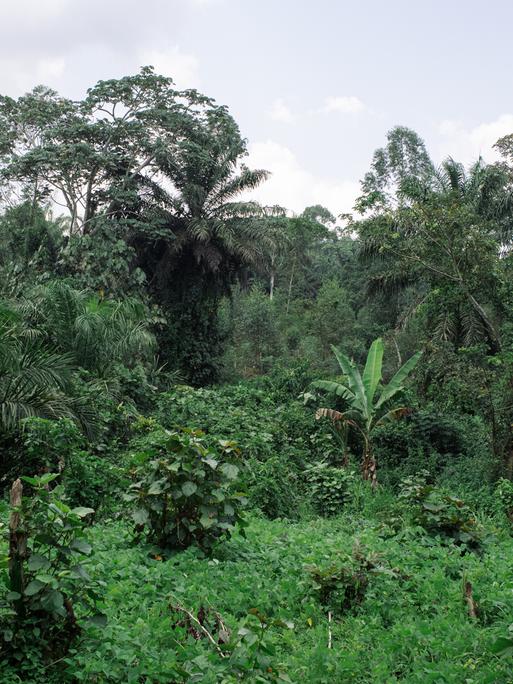 Ein Waldstück in der Demokratischen Republik Kongo mit dichten Laubbäumen und Palmen.