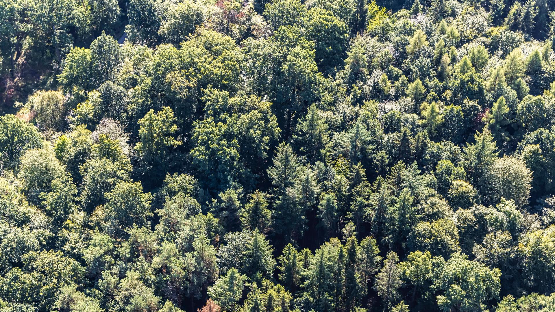 Blick aus der Vogelperspektive auf einen Mischwald. Blick aus der Vogelperspektive auf einen Mischwald.