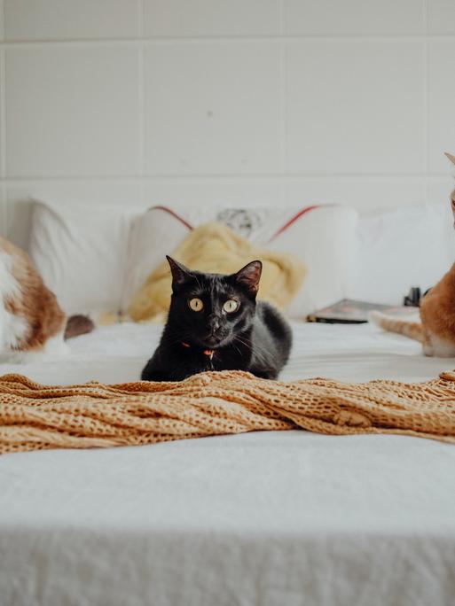 Eine Katze und weitere Haustiere in einer Wohnung