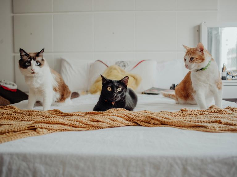 Eine Katze und weitere Haustiere in einer Wohnung