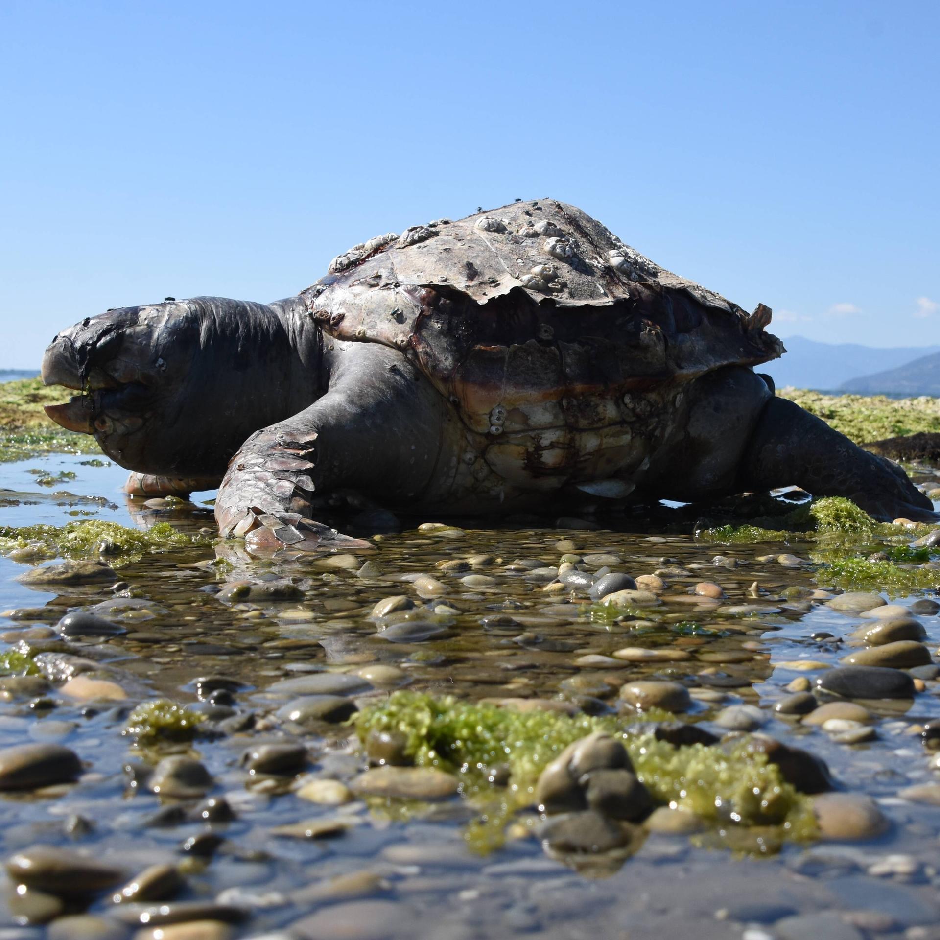 Richard Dawkins: „Das große Buch der Evolution“ – Neue Brille für Darwins Evolutionslehre