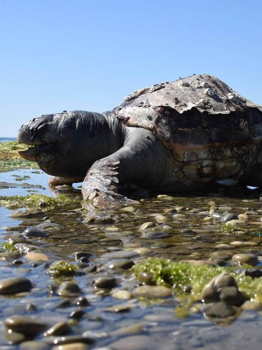 Unechte Karettschildkröte, Meeresschildkröte Caretta caretta, am Strand von Nea Kios an der Mündung des Flusses Panitsa Unechte Karettschildkröte, Meeresschildkröte Caretta caretta, am Strand von Nea Kios an der Mündung des Flusses Panitsa
