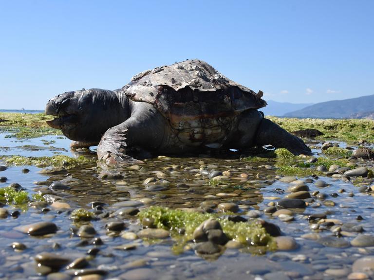 Unechte Karettschildkröte, Meeresschildkröte Caretta caretta, am Strand von Nea Kios an der Mündung des Flusses Panitsa Unechte Karettschildkröte, Meeresschildkröte Caretta caretta, am Strand von Nea Kios an der Mündung des Flusses Panitsa