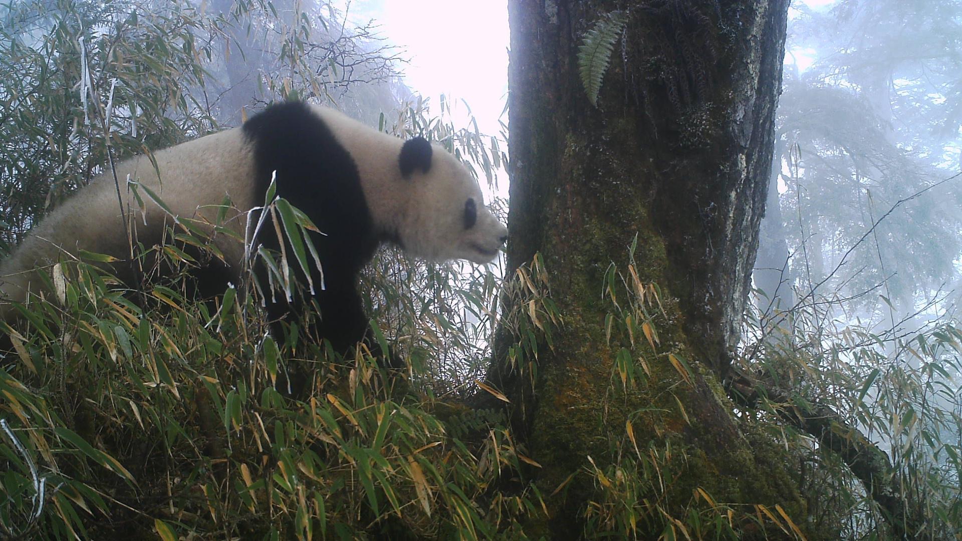 Ein Großer Panda schnüffelt an einem Baum, rundherum Bambus