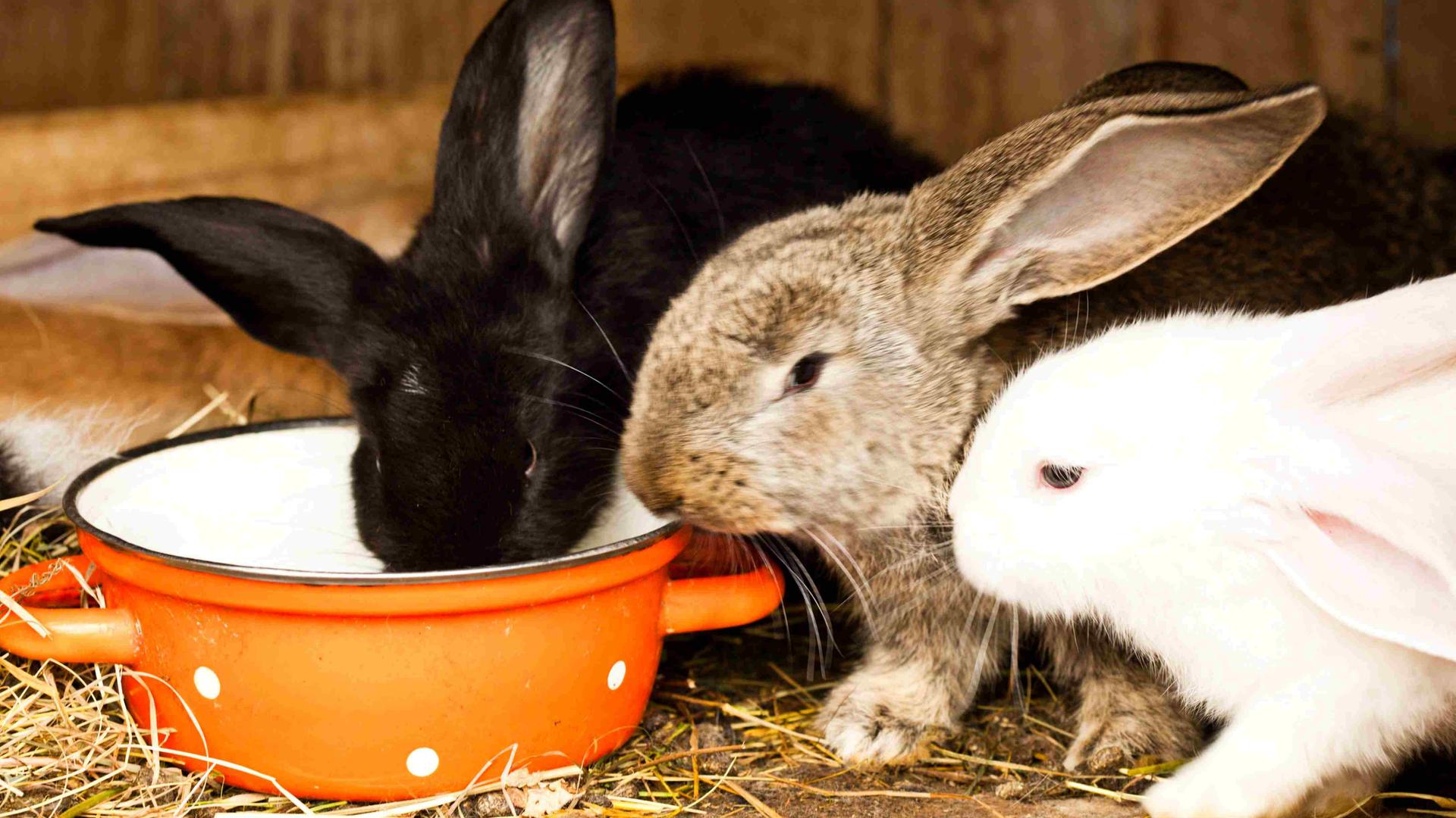 Ein schwarzes, ein beige-braunes und ein weißes Kaninchen an einem roten Topf Ein schwarzes, ein beige-braunes und ein weißes Kaninchen an einem roten Topf