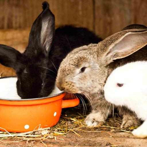 Ein schwarzes, ein beige-braunes und ein weißes Kaninchen an einem roten Topf